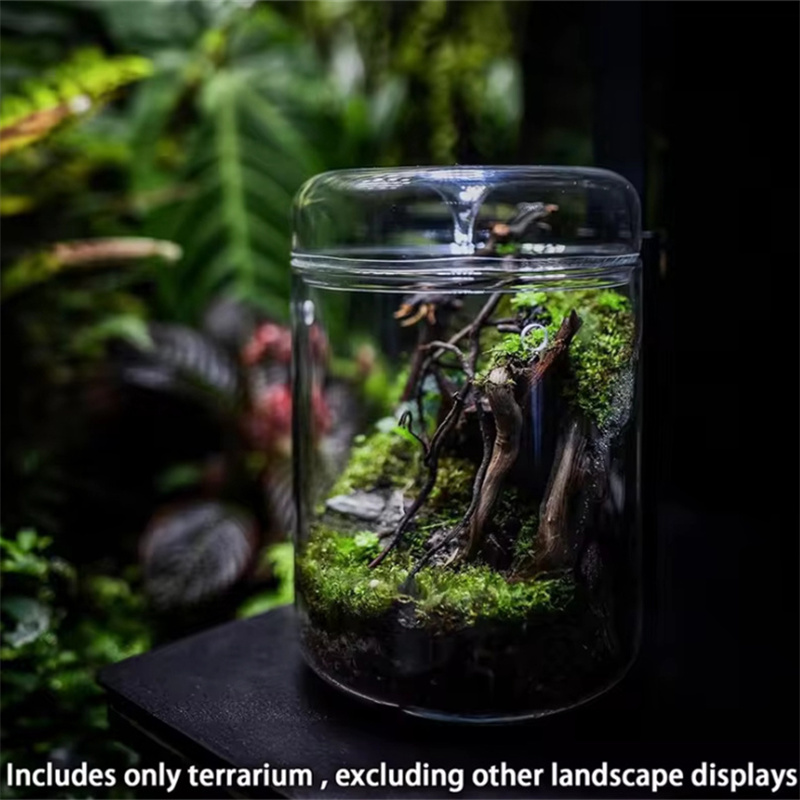الزجاجات الزجاجية الإبداع مجمو - مراجعة Terrarium Glass Bottle وسعره