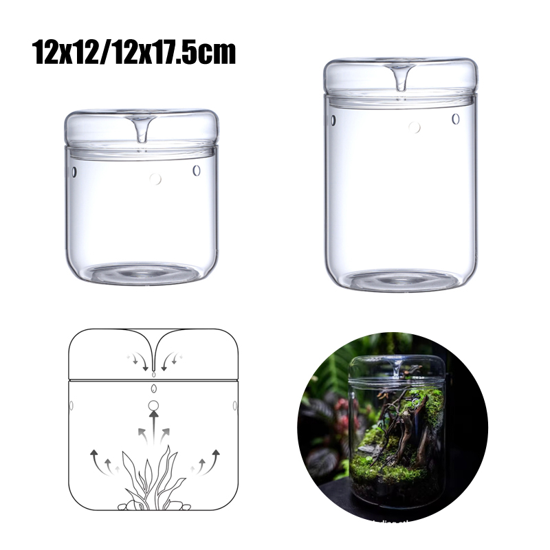 جديد! زجاجة زجاجية للمناظر الط - مراجعة Terrarium Glass Bottle وسعره