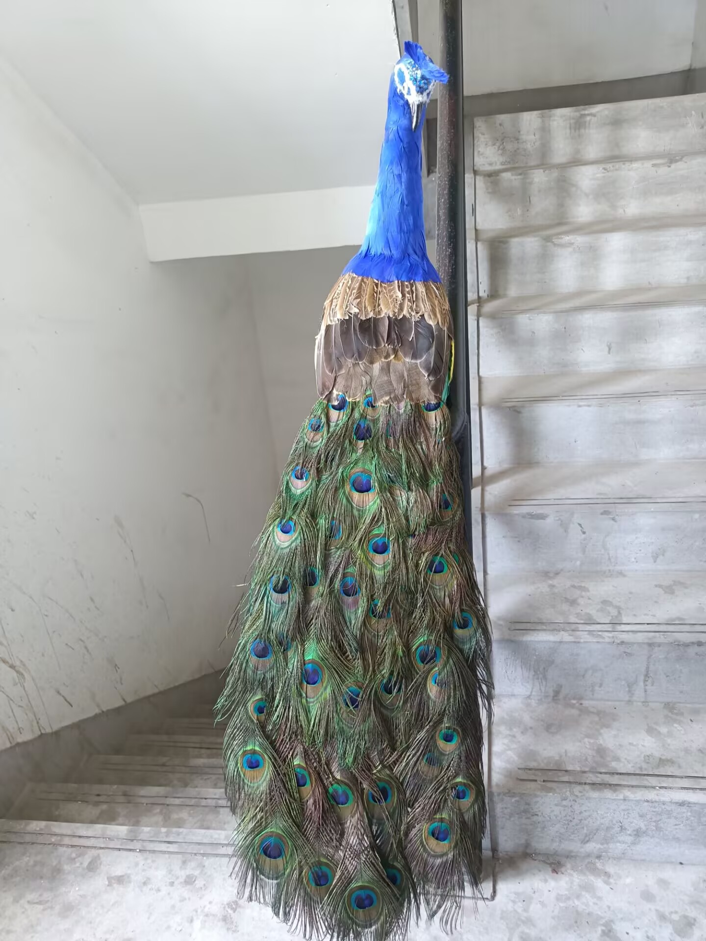 نموذج طاووس واقعي بطول 105 سم، - مراجعة Home Decor Design Ideas وسعره